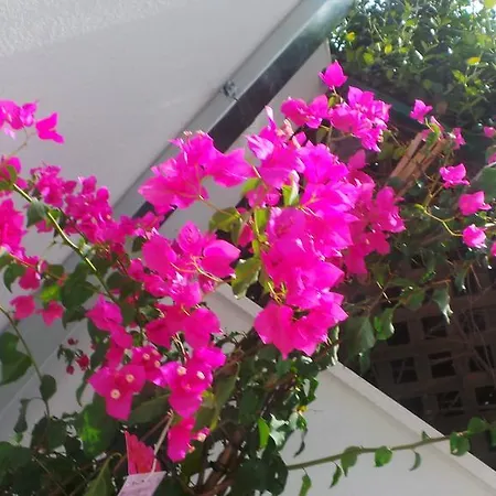 City Garden